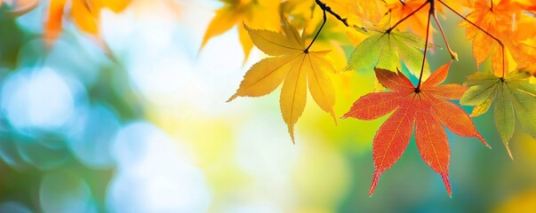 Wall Mural - Colorful maple leaves hanging from branch in autumn