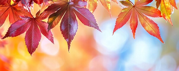 Poster - Vibrant red maple leaves creating a colorful autumn background