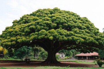 Wall Mural - Tree type named kulur breadfruit