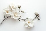 Two white gardenia branches on a white backdrop