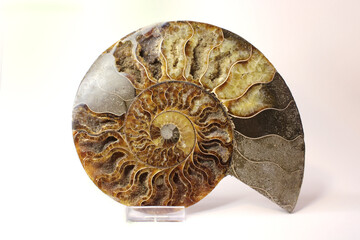 ammonite on a white background. Fossil