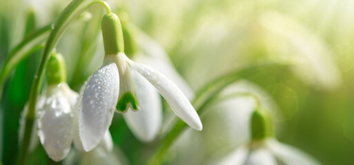 Canvas Print - spring snowdrops on bokeh background in sunny garden .