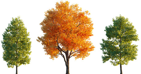 Wall Mural - liriodendron tulipifera trees isolated sunset lighting png on a transparent background premium cutou