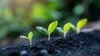 © Cosmic Edge - close up of small green plants sprouting from the soil, blurry background, growth and change concept