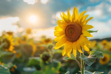 Sticker - Lone sunflower stands tall in a sunflower field with the setting sun in the background