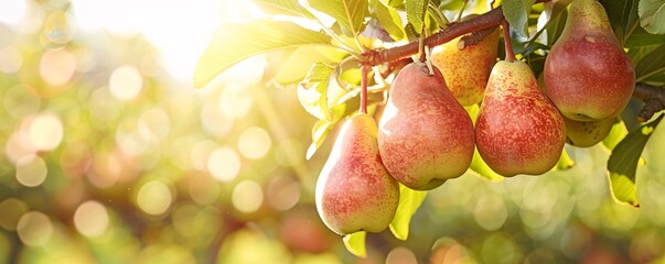 Aufkleber - Ripe pears glistening in the warm orchard sunlight on a tree branch