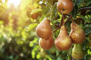 Aufkleber - Ripe pears hanging from a tree in an orchard, bathed in the warm light of the setting sun
