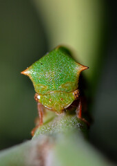 Wall Mural - small insect perched on a branch