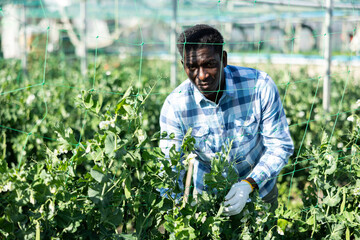 Wall Mural - African american man tying leguminous plants to netting in greenhouse