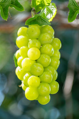Wall Mural - sweet green grape on a branch over green natural garden blur background, bunch of shine muscat grape