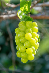 Wall Mural - sweet green grape on a branch over green natural garden blur background, bunch of shine muscat grape