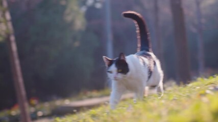 Wall Mural - the cat comes and walks at sunset