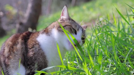 Wall Mural - cat eats grass in the forest