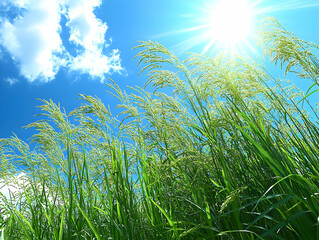 Poster - Sunny day, green grass field, blue sky, sun rays