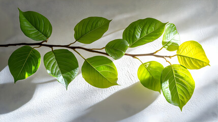 Poster - Sunlight on green branch, leaves, wall. Nature photography