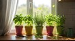 © NurUl - A kitchen windowsill adorned with a row of small herb plants in colorful, mismatched pots. The herbs include basil, rosemary, and parsley, their leaves fresh and vibrant against the neutr...
