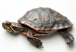 © ANUAR - Striking Close-Up of an Artistic Painted Turtle with Distinctive Shell Patterns on a White Background for Nature and Wildlife Themes