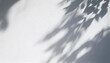 © ura ho - Minimal Abstract Expression of Leaf Shadows on a White Wall