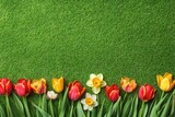 Colorful Tulips and Daffodils on Lush Green Grass Background
