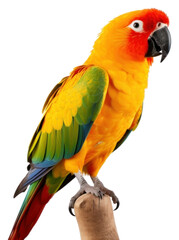 Wall Mural - PNG Parrot animal bird lovebird.