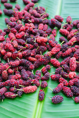 Wall Mural - Fresh mulberry on white background.