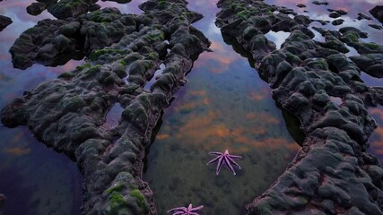 Poster - A dramatic rocky shoreline at low tide, revealing tide pools teeming with marine life under a soft pastel evening sky.