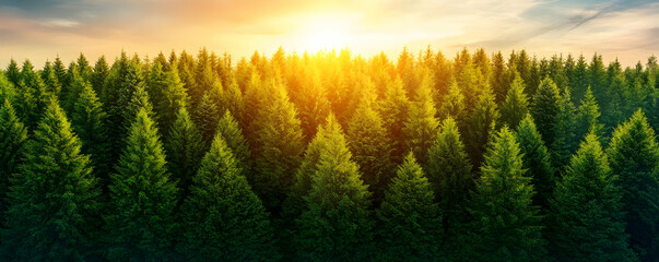 Sunset over lush evergreen forest
