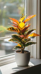 a potted croton plant by the window in minimalist style of indoor plants