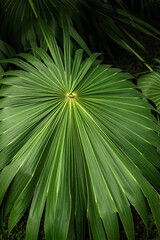 Wall Mural - Bright green palm tree leaf, natural textured pattern.