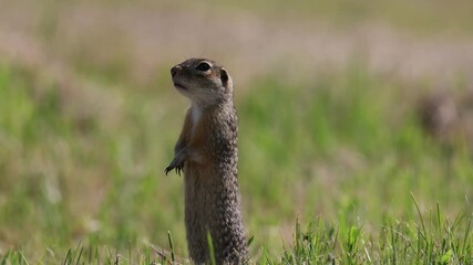 Wall Mural - Speckled ground squirrel animal stands on its hind legs