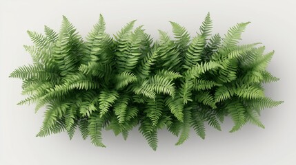green fern plants in top view isolated on transparent or white background 