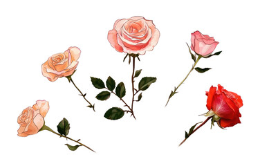 Wall Mural - A Bouquet of Roses: A delicate arrangement of five roses, each with a different hue of pink and red. The blooms, with their lush petals and graceful stems, create a romantic and timeless visual.