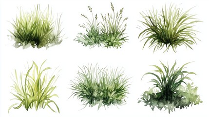 Wall Mural - Set of top view of watercolor grass bushes isolated on white background. 