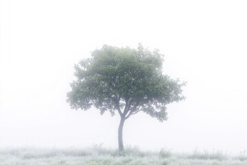 Wall Mural - A single tree stands out in a misty open field