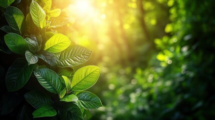 Lush Green Leaves Sunlight Forest Background