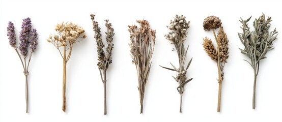 flat pressed dried flower design of babybreath flower