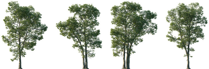 Wall Mural - set of carya ovalis (the red hickory or sweet pignut hickory) isolated png in sunny daylight on a tr