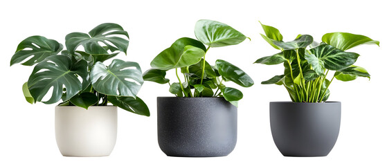 Poster - Three Lush Green Potted Plants in White, Grey, and Black Round P