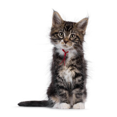 Wall Mural - Adorable black tabby with white Maine Coon cat kitten, sitting up facing front. Looking curious towards camera. Isolated on a white background.