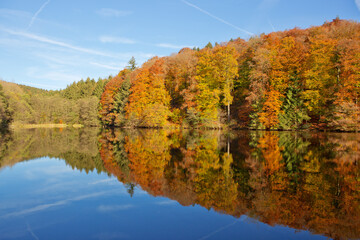 Wall Mural - fall panoramic forest in the lake with reflection.