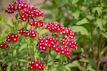 Wall Mural - Colorful Dianthus chinensis flowers blooming in the garden.