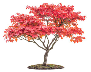 japanese maple tree with fiery red leaves showcases stunning autumn colors, creating vibrant and pic