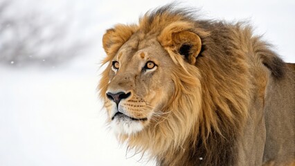 Sticker - portrait of a lion on white