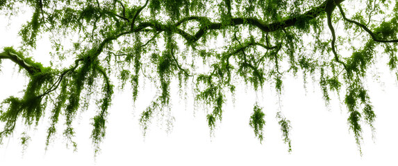 lush green moss hangs delicately from tree branches, creating a natural curtain in a serene forest e