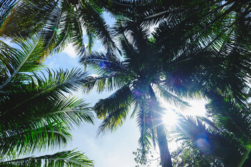 Wall Mural - Coconut trees under blue sky