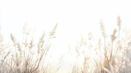 Naklejka na meble Golden grass field, sunrise, minimalist, website banner