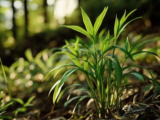 Wall Mural - Forest Plant Close-Up