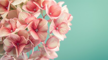 Wall Mural - Light pink Hydrangea flowers in full bloom against a pale green background.