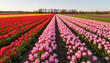 © Iryna - Vibrant tulip field with colorful rows and winding path under open sky at sunset