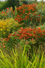 Wall Mural - A colourful 'Garden Room' with Heleniums and  Rudbeckia